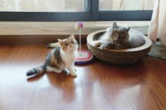 猫奴“吸猫”停不下来 半年花费过万
