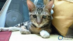 <b>台湾小猫眼角下垂眼神忧郁 被戏称“囧脸猫”(图)}</b>
