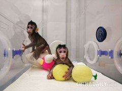外媒关注克隆猴诞生：中国正在生物科学尖端领域占据重要地位