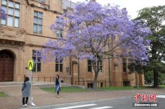 澳大利亚硕士课程颇具吸引力 中国留学生偏爱学商科