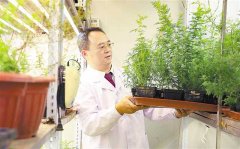 重慶培育出青蒿優質新品青蒿素含量提高80%