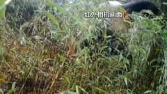 四川崇州：红外相机拍到野生大熊猫标记行为
