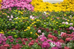 重庆市第24届菊花艺术展巴南开幕200万盆菊花开放式展出