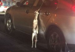 車主將狗挂車窗外半夜收到恐嚇電話