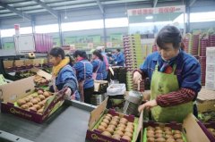 陕西果业：凝心聚力绘就“强富美”锦绣华章