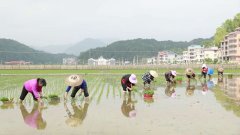 湖南隆回：積極開展再生稻高產攻關確保糧食穩產增產