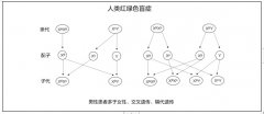 教师资格证面试：高中生物《人类红绿色盲症》教案