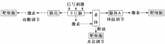 [题目]如图为人体细胞的分裂.分化.衰老和凋亡过程的示意图.图中①~⑥为各个时