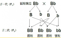 [题目]从生物体的结构层次看.柳树和燕子的不同之处在于柳树没有( )A.组织B.细