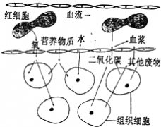 软体动物的贝壳与昆虫的外骨骼.对动物生存的意义有什么相同和不同之处? 题目