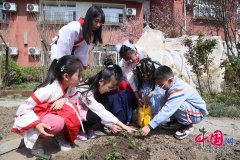 <b>在“一亩地”里深耕 北京十一学校丰台小学举办第二届春耕节</b>