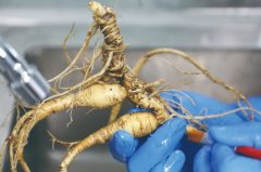 安然纳米「参命源100」人参饮品获\