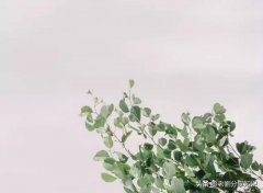 小学生描写春天的景色的短文（如何写好春天的景色）