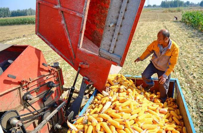 가을철 추수로 분주
