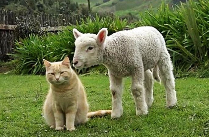 뉴질랜드 ‘목양 냥이’ 인터넷 스타로... 양무리와 찰칵 카리스마 작렬