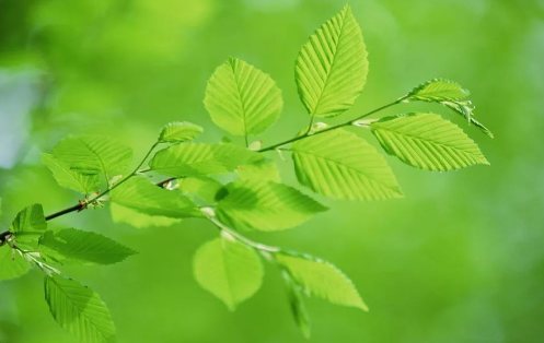 植物生理