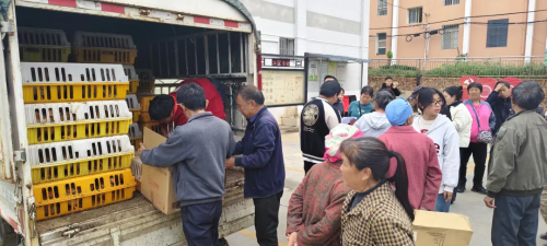 碧谷街道：订养模式“小切口” 迈出增收“大步伐”2