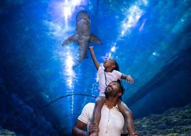 Shark Encounter